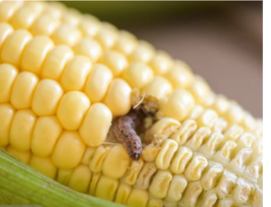 Pest infested on corn 