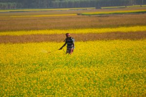 Rice Fumigation Services in Sharjah 