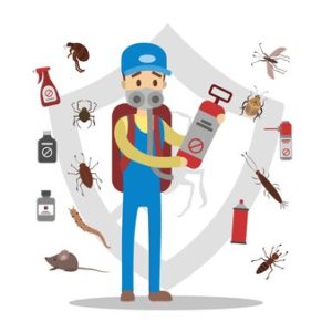 Termites pest control services in Sharjah 