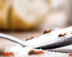 Ants fumigation Services in Sharjah