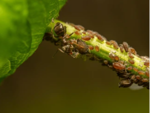 Aphids Fumigation Services in Sharjah 