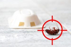 Cockroach Fumigation Services in Sharjah