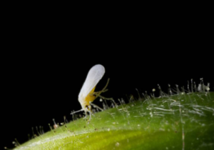 Whiteflies Fumigation Services in Sharjah 