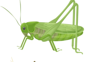 Locusts Fumigation Services in Sharjah 