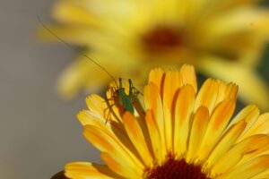 Crickets Fumigation Services in Sharjah