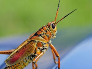 Grasshoppers Control Services in Sharjah 