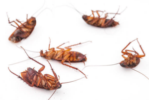 Signs of Pest Infestations