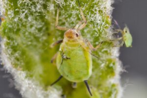 Most common agricultural pests 